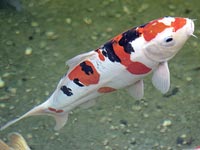 Fauna acu&aacute;tica