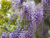 Plantas trepadoras de jard&iacute;n