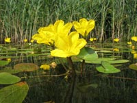 Follaje flotante