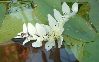 Plantas acuáticas: Aponogeton distachyos